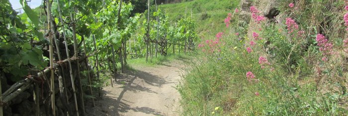 Wanderweg auf Ischia durch Weinberge