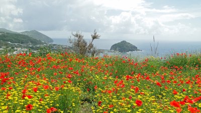 Ischia in Blüte, Wanderwege auf Ischia