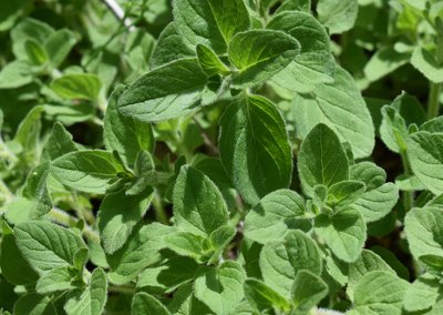 Oregano, Ischia Kräuter 