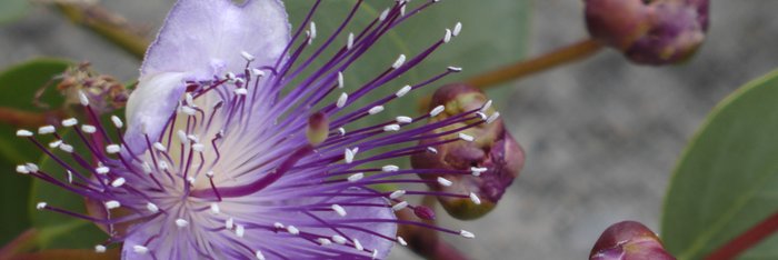 Kapern in Blüte auf einem Wanderweg auf der Insel Ischia